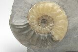 Jurassic Ammonite (Asteroceras) Fossil - Dorset, England #206499-1